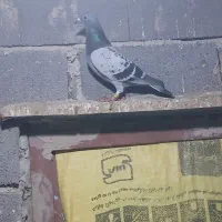 کبوتر مسافتی|پرنده|نگین شهر, |دیوار