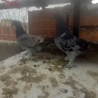 یه جفت کبوتر ترکیه اوچان