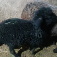 گوسفند سیاه سالم بدون مریضی ماده