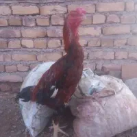 مرغ و خروس لاری اصیل|حیوانات مزرعه|تربتحیدریه, کلاته توکلی|دیوار