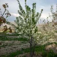 فروش باغ ۱۰۰۰۰متری