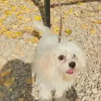 سگ پامر نژاد شیتزو|سگ|یاسوج, |دیوار