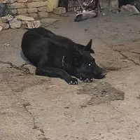 سگ ژرمن بلک ماده