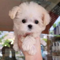 واگذاری سگ پودل