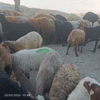 بره جوان ارسال رایگان قصاب رایگان