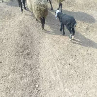 فروش 4عدد میشو بره|حیوانات مزرعه|ارسنجان, |دیوار