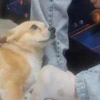 پت خانگی باهوش و پرانرژی