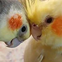 دوعدد عروس هلندی جفت