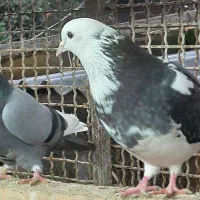 کبوتر  شازده و دست سفید|پرنده|قائم‌شهر, |دیوار