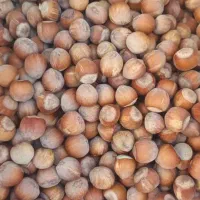 فروش عمده مغز فندق و فندق ترک خورده