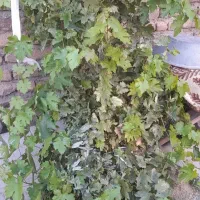 اکیپ کارگر دارم برای لوبیا چینی وسیب زمینی و پیاز