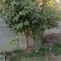 فروش ۴ اصله درخت|خدمات باغبانی و درختکاری|گنبد کاووس, |دیوار