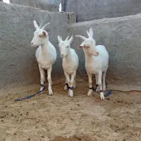 بزسانن بزغاله اصل|حیوانات مزرعه|خواف, |دیوار