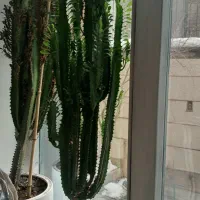 گل کاکتوس افوربیا