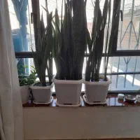 این گل سالم است