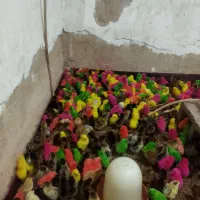 جوجه رنگی وجوجه محلی وجوجه اردک