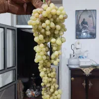 انگور برای کشمش یک تن کیلویی ۸۰ بفروش میرسد|خوردنی و آشامیدنی|بروجرد, |دیوار