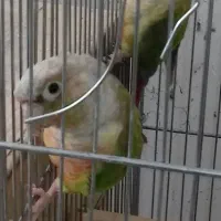 گم ..گرینچیک بالغ نر