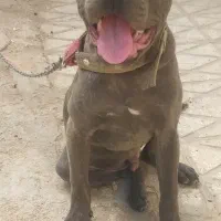 کنکورسو اصیل