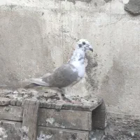 بزک سینه سفید