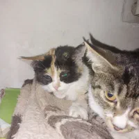 واگذاری 4عدد بچه گربه 2ماهه