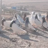 ۳۰عددکفتر با۳عددگنجه