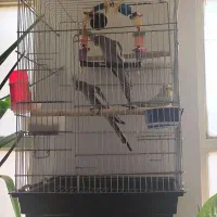 دو  عدد عروس هلندی با وسایل و قفس به فروش می رسد