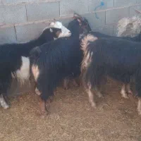 ۱۱راس بزجوان آبستن سه ماهه جفتی ۱۶۰۰۰۰۰۰|حیوانات مزرعه|بهمن صغاد, |دیوار