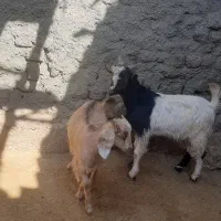 بزو بی|حیوانات مزرعه|خرم‌آباد, |دیوار