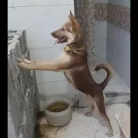 هاسکی گرگی گتوند