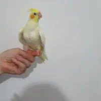 عروس هلندی ماده رام دستی