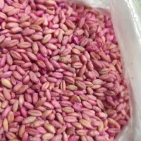 گندم اذر دو مادر دیم