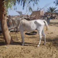 اسب نریون سفید