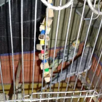 عروس هلندی‌سخنگو|پرنده|قم, شهر قائم|دیوار