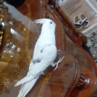 عروس هلندی گم شده|حیوانات|بوکان, |دیوار