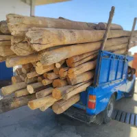 خریدو برش وحرص درخت گردو برای پیوند