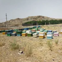 فروش زنبور عسل کارنیکا و هیبرید