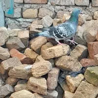 کبوتر جانسن|پرنده|خان ببین, |دیوار