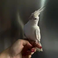 فروش ۲جوجه عروس هلندی نازوبازیگوش|پرنده|کرج, حصارک بالا|دیوار