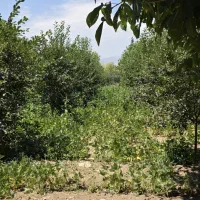 باغ سرسبز فاز یک آبسرد دماوند ۱۳۵۰ متر