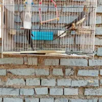 عروس پارس تمیز سرحال درحال جفت گیری هستند|پرنده|اهواز, فرهنگ شهر|دیوار