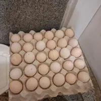 تخم مرغ رسمی