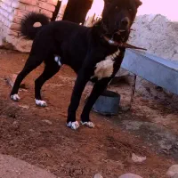 آذر شهر روستای آلمالوداش