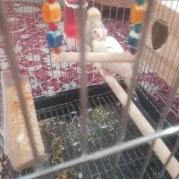 عروس هلندی|پرنده|شیراز, شهرک کوشکک|دیوار