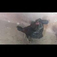 لاری 7 ماهه|حیوانات مزرعه|عنبران, |دیوار