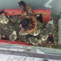 8عدد جوجه قوغاز اصیل