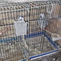 کاسگو کنگو دم‌قرمز