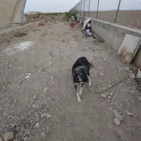 سگ گله ای|سگ|شیروان (خراسان), |دیوار