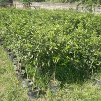 نهال کامکوات