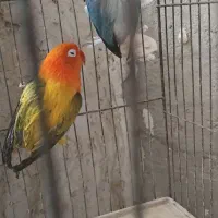 کتوله|پرنده|سراوان, |دیوار